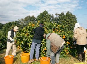 みかんの収穫・おてつだい